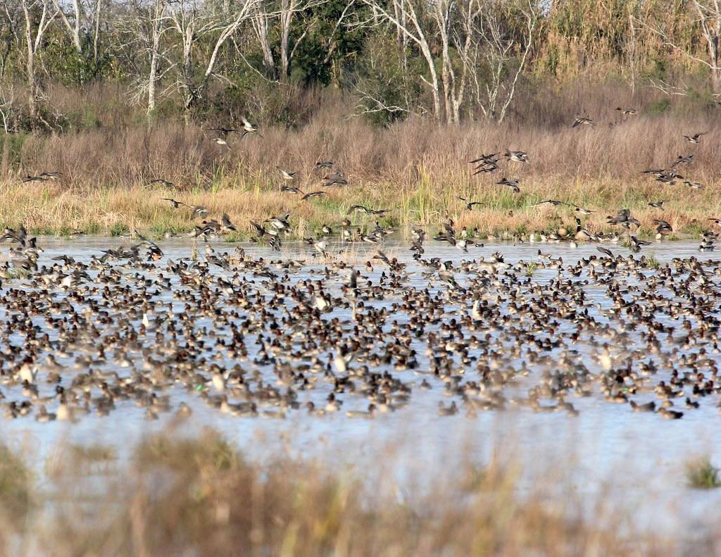 Anahuac NWR green-winged teal by William Powell/USFWS/Southeast is marked with Public Domain Mark 1.0.